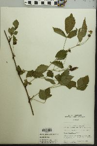 Rubus flagellaris image