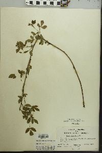 Rubus flagellaris image