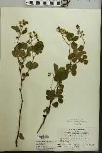 Rubus flagellaris image