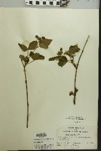 Rubus flagellaris image