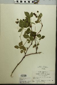 Rubus flagellaris image