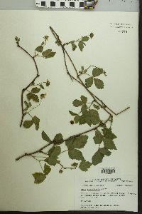 Rubus flagellaris image