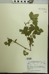 Rubus flagellaris image