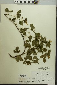 Rubus flagellaris image