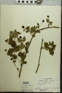 Rubus flagellaris image