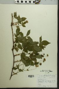 Rubus flagellaris image