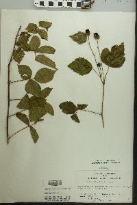 Rubus flagellaris image