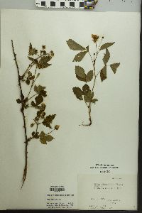 Rubus flagellaris image