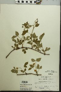 Rubus flagellaris image