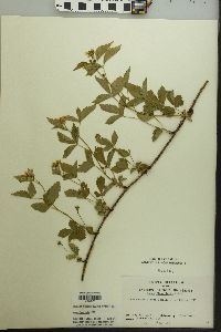 Rubus flagellaris image