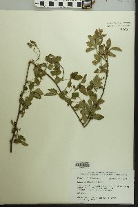 Rubus flagellaris image