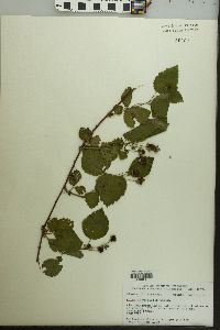 Rubus flagellaris image