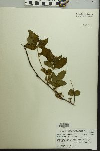 Rubus flagellaris image