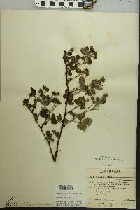 Rubus flagellaris image