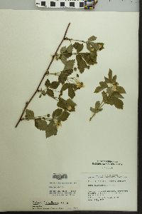 Rubus flagellaris image