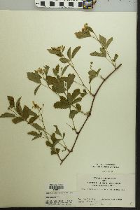 Rubus flagellaris image