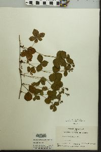 Rubus flagellaris image