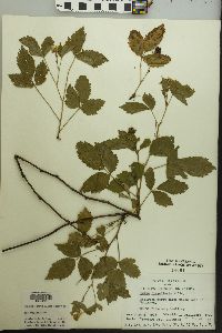 Rubus flagellaris image