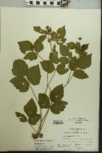 Rubus flagellaris image