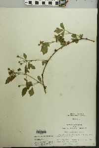 Rubus flagellaris image