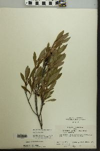 Prunus susquehanae image