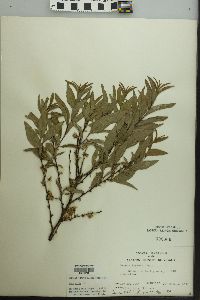 Prunus triloba image