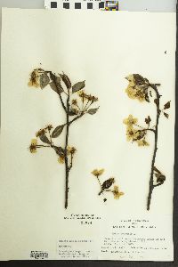 Pyrus communis image