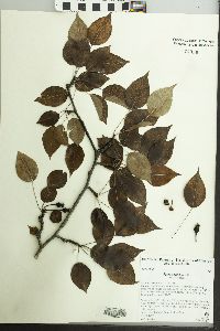 Image of Pyrus pashia