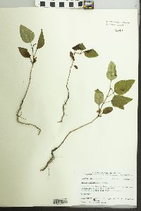 Pyrus calleryana image