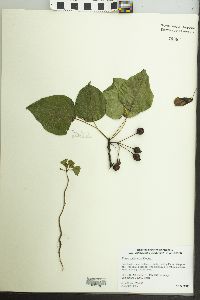 Pyrus calleryana image