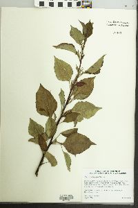 Pyrus calleryana image