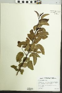 Pyrus calleryana image