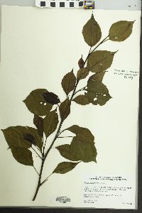 Pyrus calleryana image