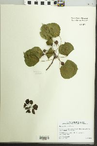 Pyrus calleryana image