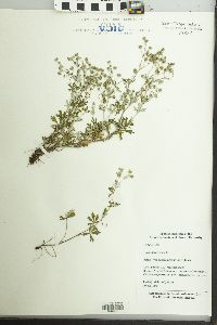 Potentilla argentea image