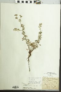 Potentilla argentea image