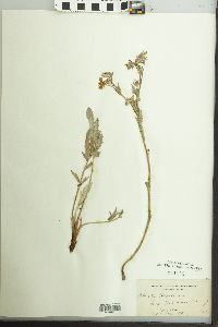 Image of Potentilla coloradensis