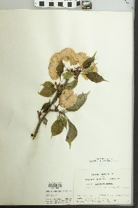 Prunus serrulata image