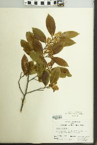 Image of Prunus ilicifolia