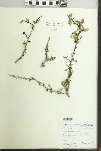 Image of Prunus minutiflora