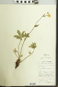 Potentilla diversifolia image