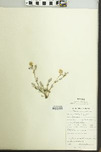 Potentilla hippiana image