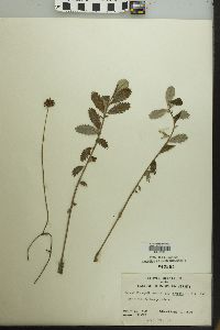 Potentilla egedii image