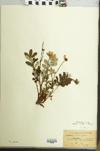 Potentilla pacifica image