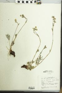 Potentilla pulcherrima image