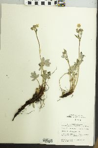 Potentilla pulcherrima image