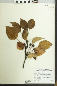 Pyrus calleryana image