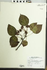 Pyrus calleryana image