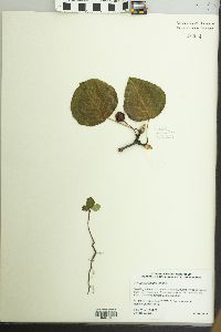 Pyrus calleryana image