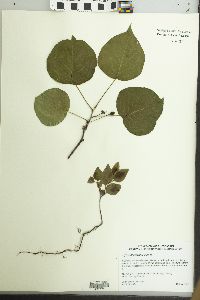 Pyrus calleryana image